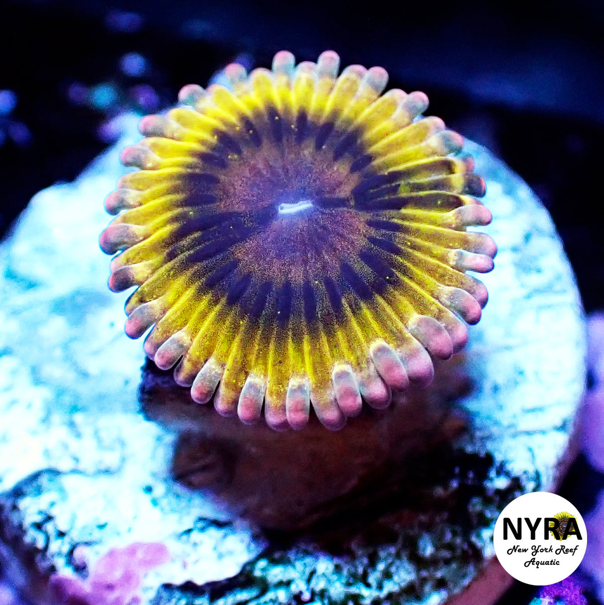 NYRA OG Stratocaster Zoanthid