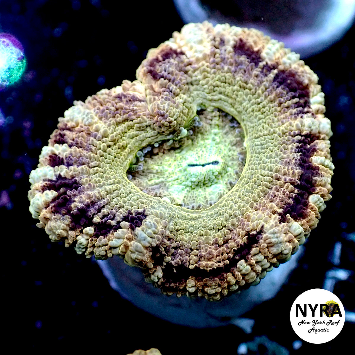 NYRA Oracle Ring Super Acan