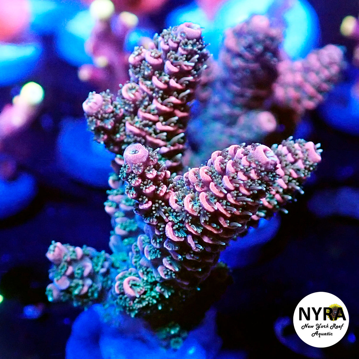 NYRA Pink Matcha Acropora (R8)