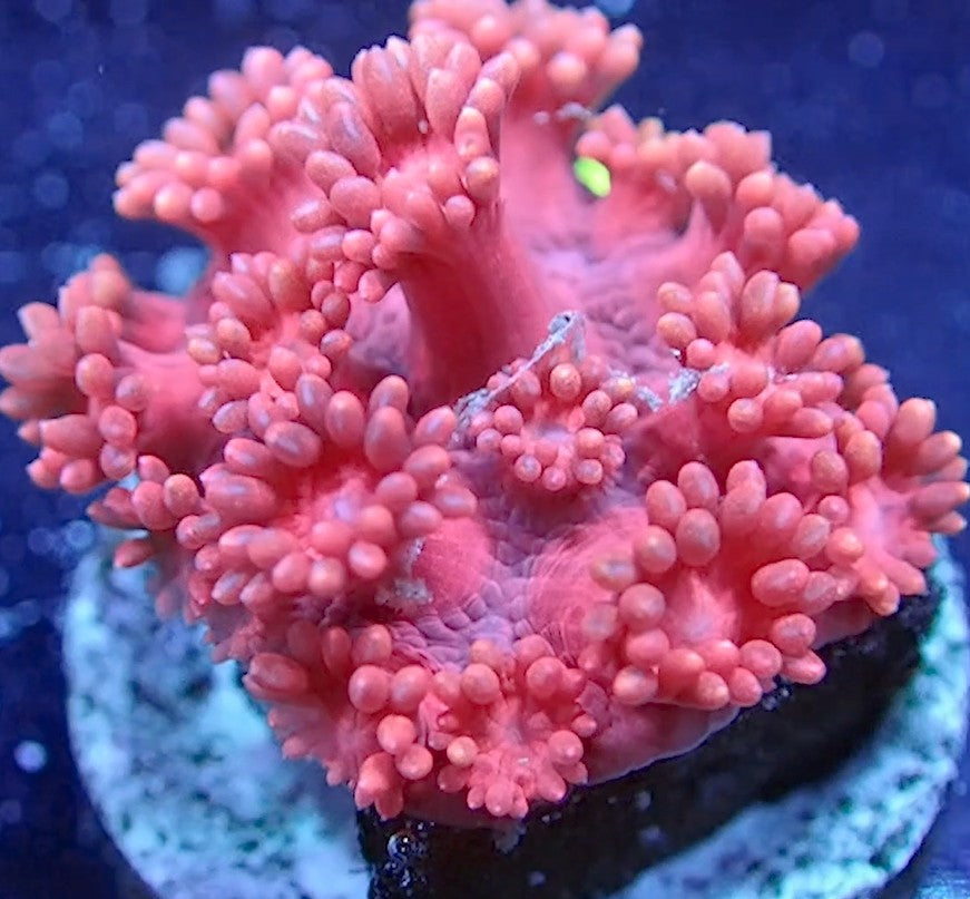 NYRA PopRocks Goniopora
