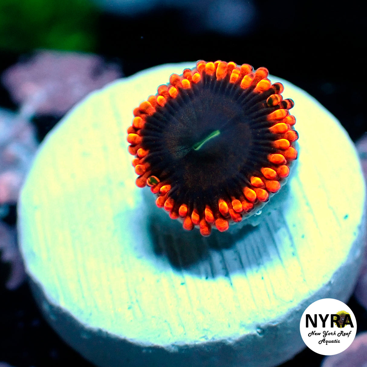 NYRA PunchBowl Zoanthid