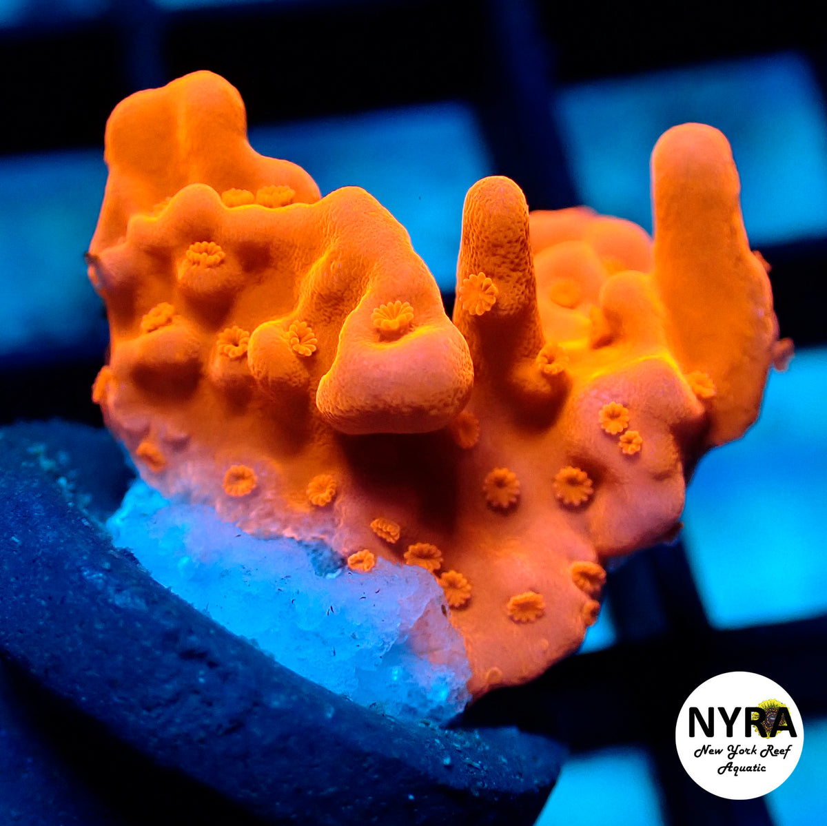(R04) NYRA Setosa Montipora