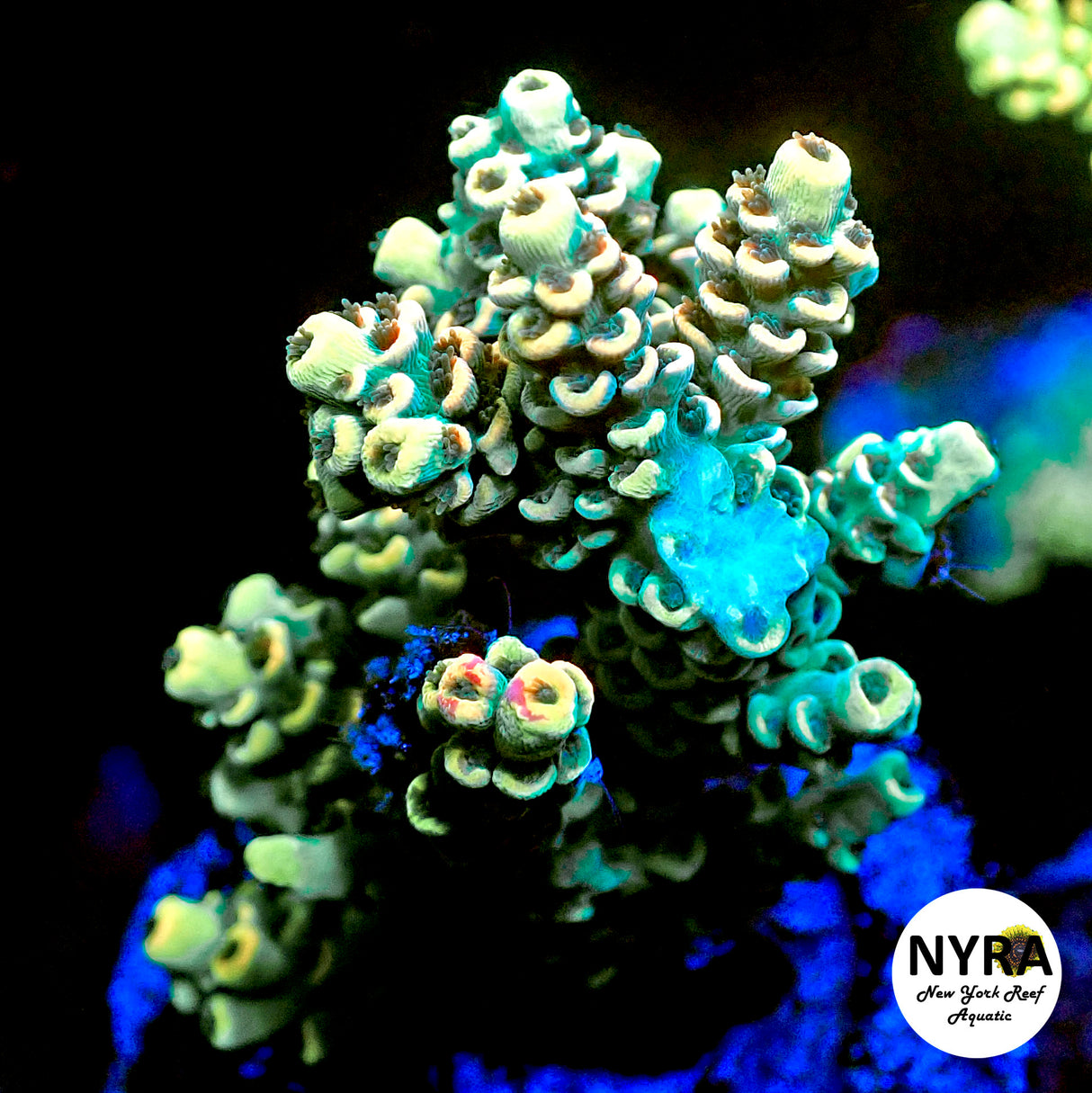 NYRA Soltice Acropora (R16)