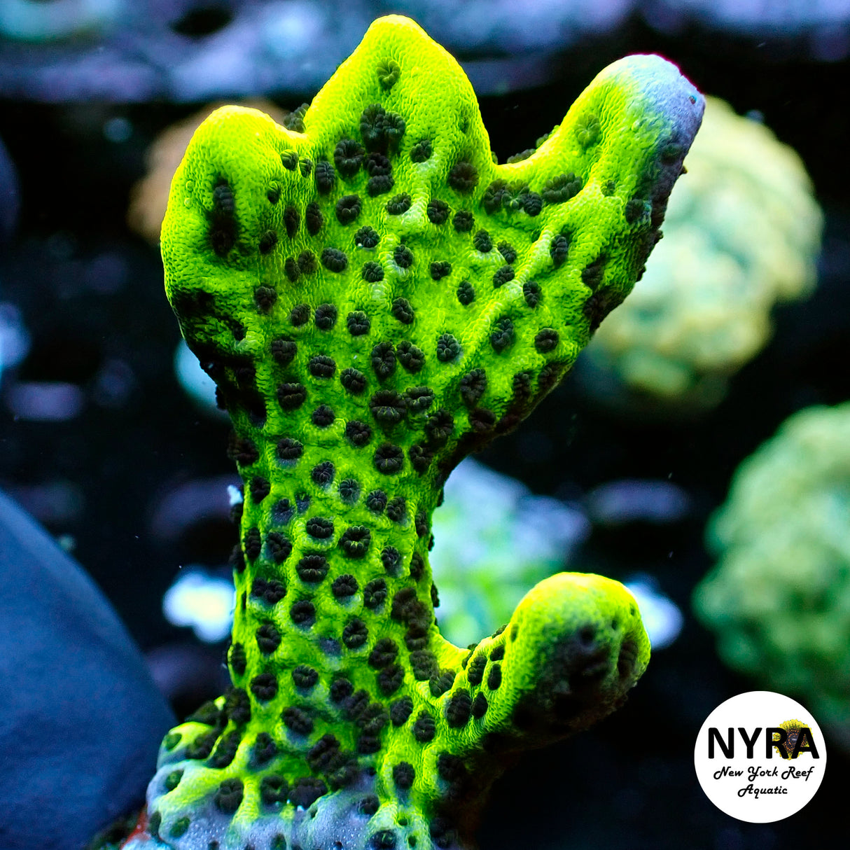 NYRA Green Spongedes (L1)