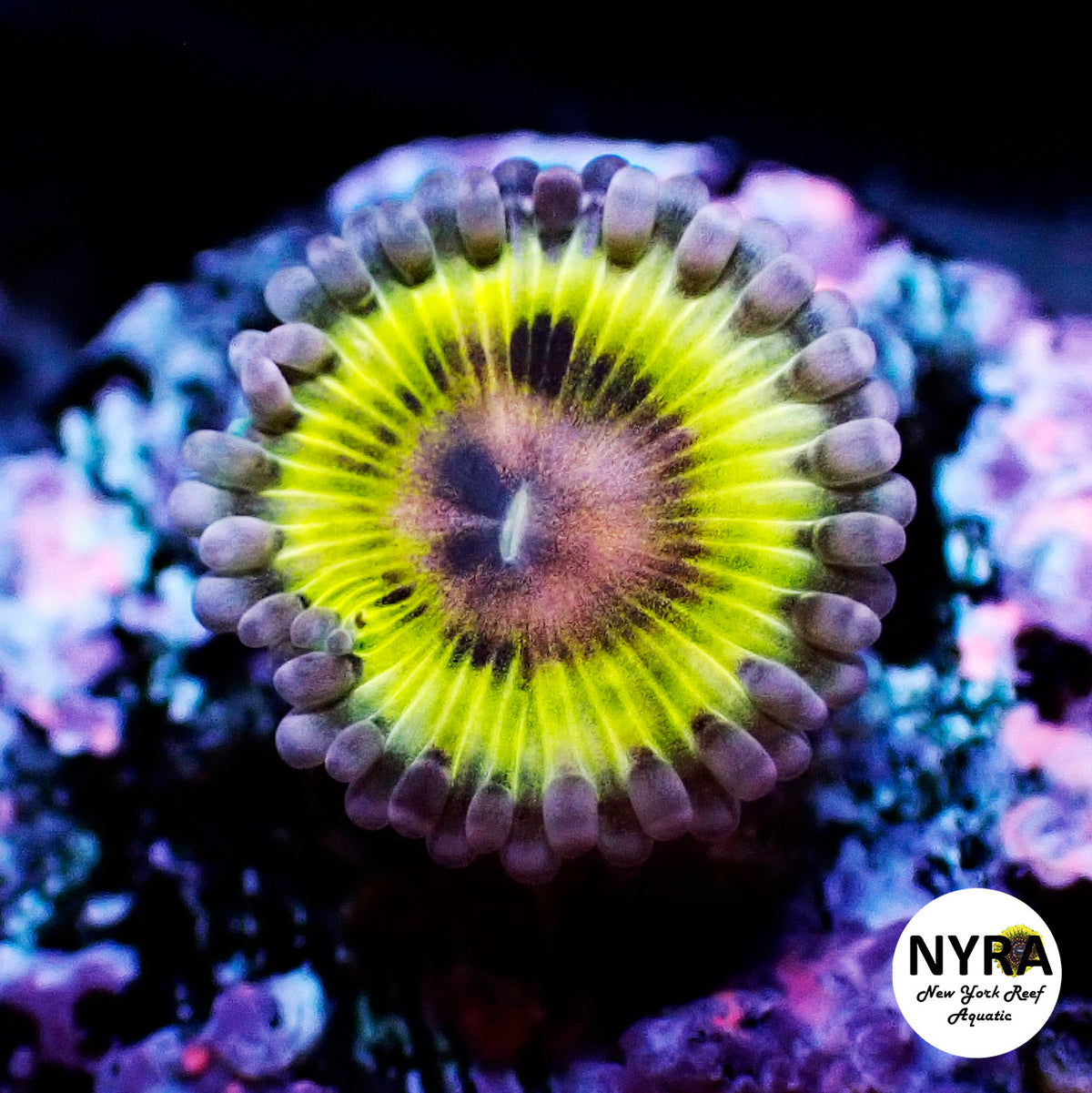 NYRA StratoNova Zoanthid 1 Polyp Frag