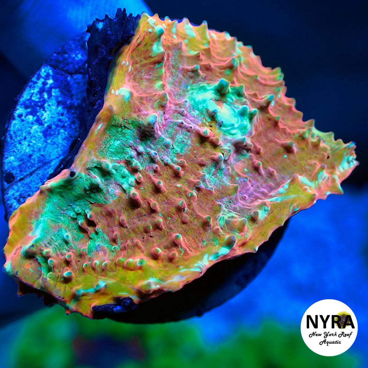 NYRA TNT Explosion Chalice