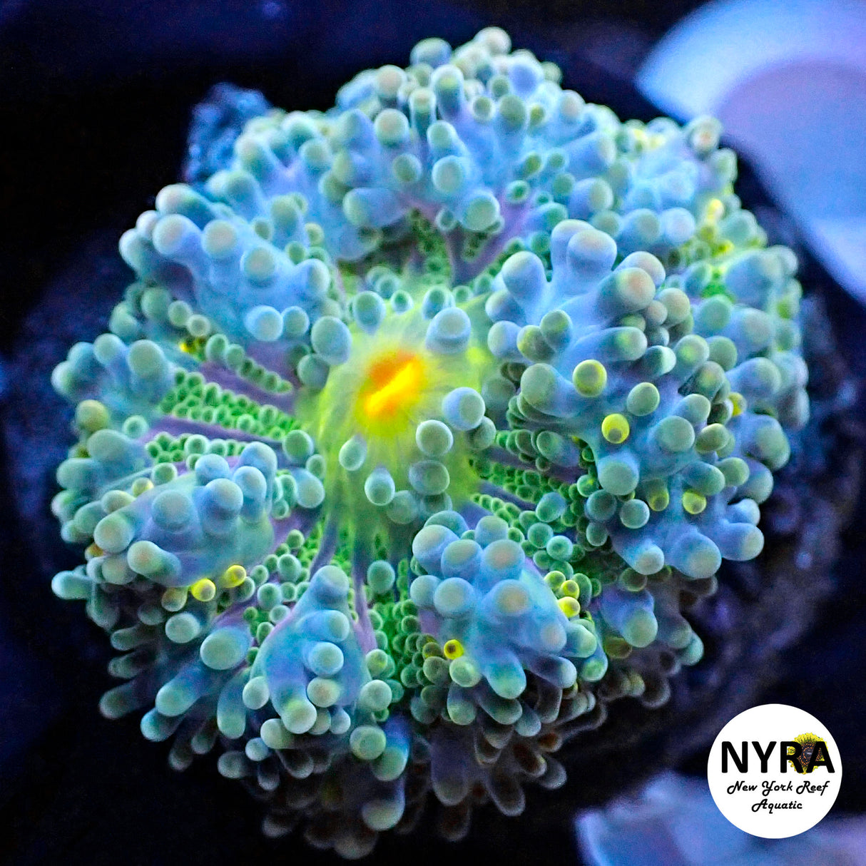 NYRA Techno Wave Yuma