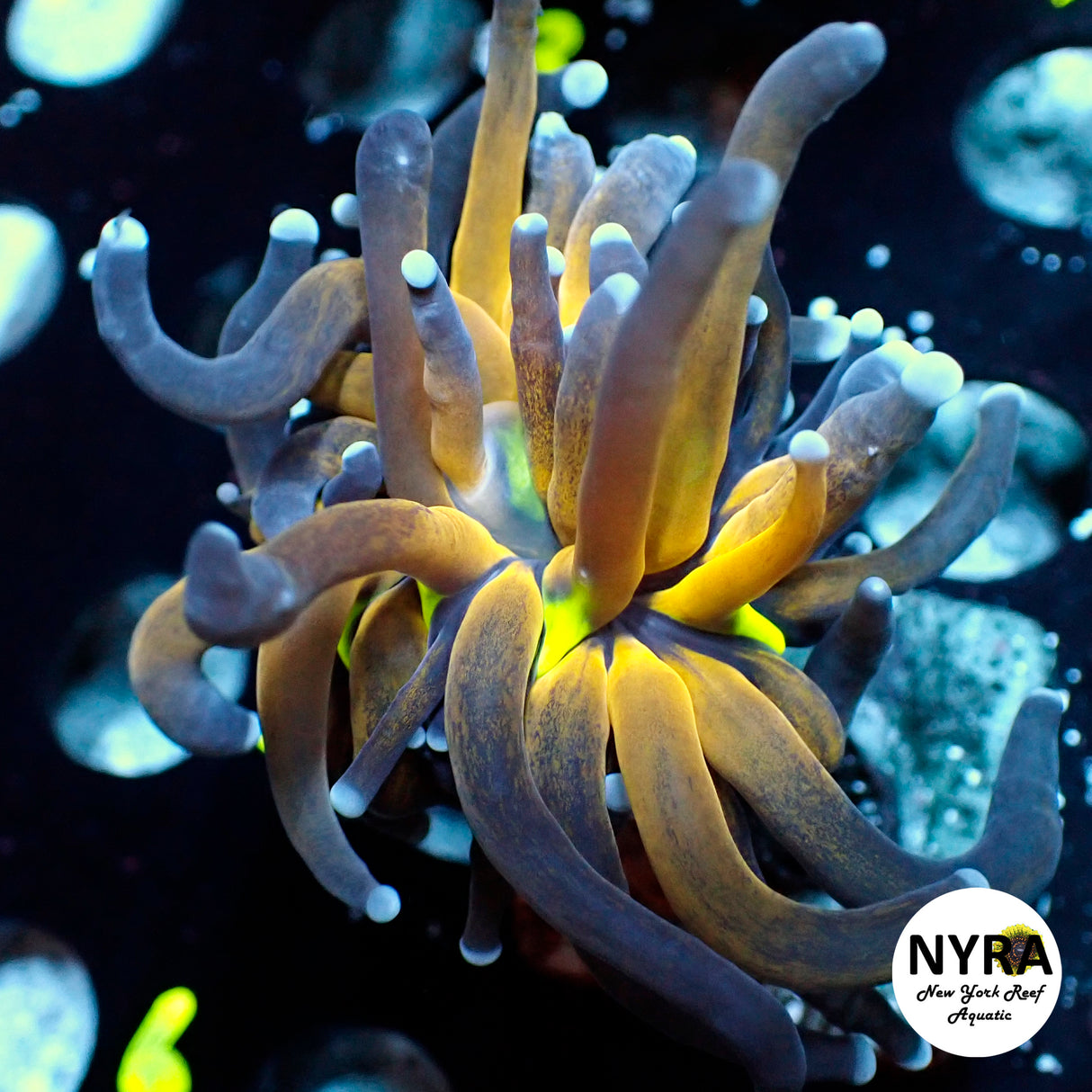 NYRA Tiger Python Torch 1 Head