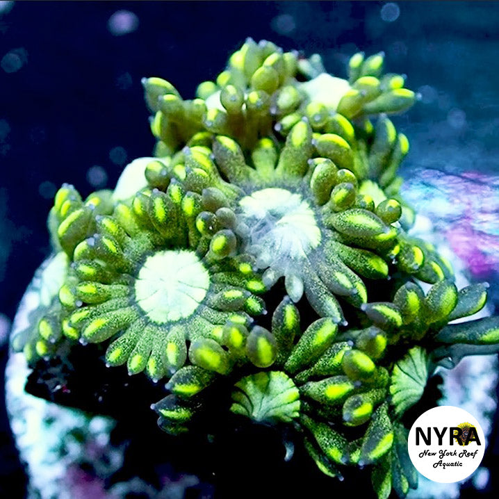 NYRA Urban Matrix Goniopora