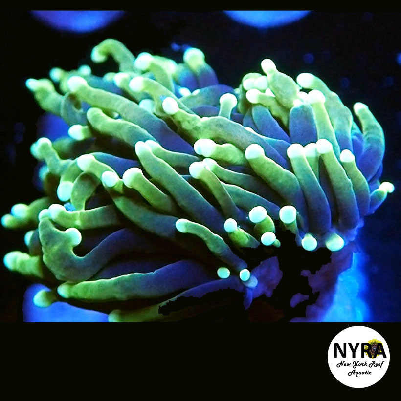 NYRA White Fang Torch 1 Head