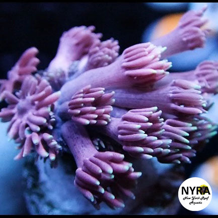 NYRA Wild Child Goniopora