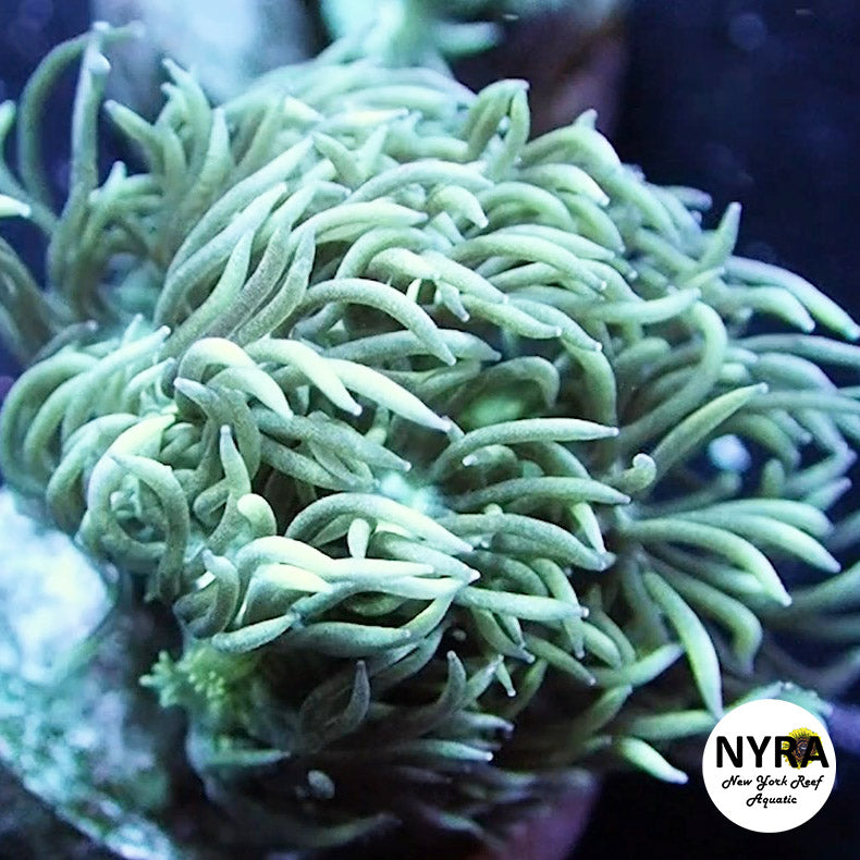 NYRA Wonderfield Goniopora