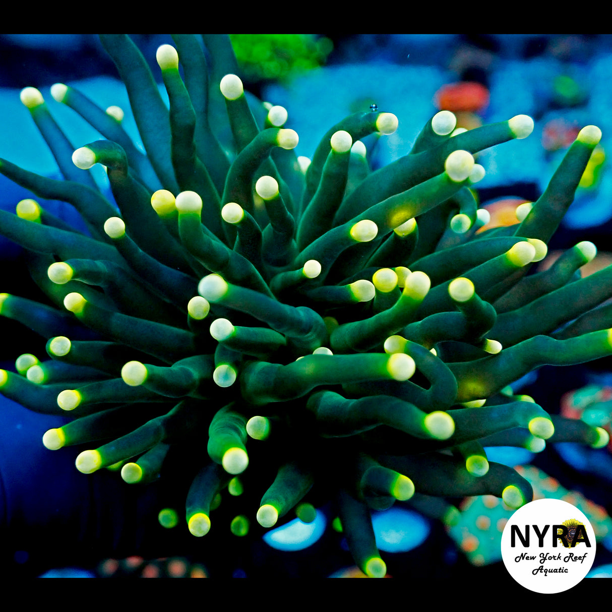 NYRA Yellow Tip Green Torch Large Head Splitting