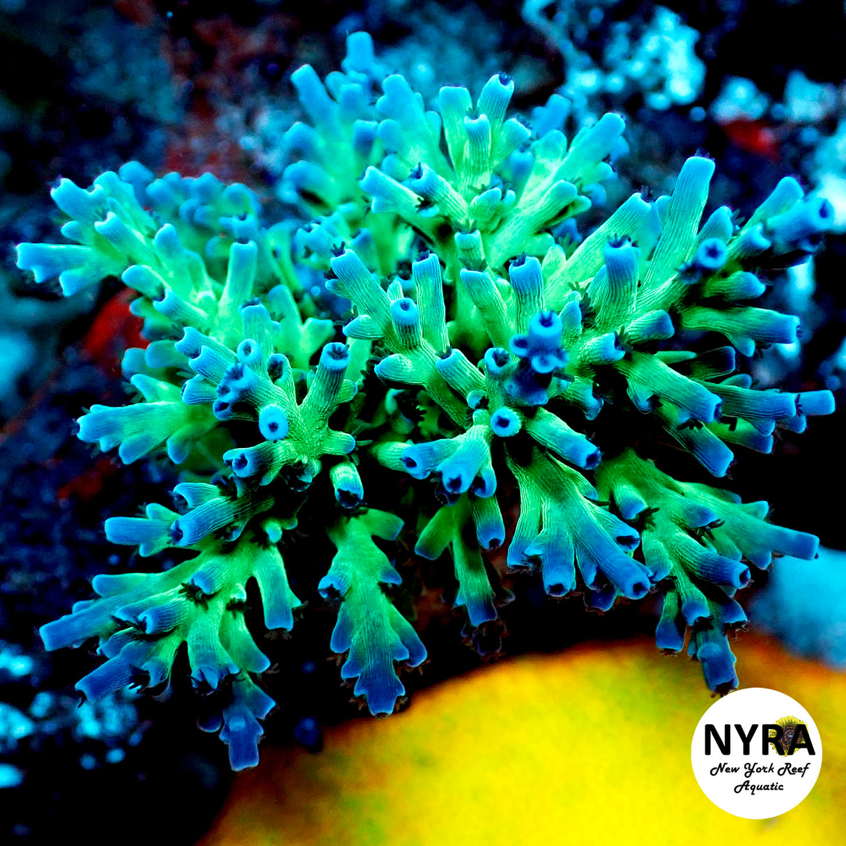 ORA Hawkins Echinata Acropora