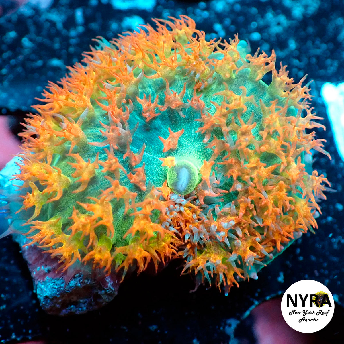 Orange Blitz St Thomas Mushroom 2-2.5in fully opened
