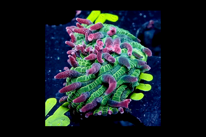 NYRA Bahama Skies Funghia Plate Frag