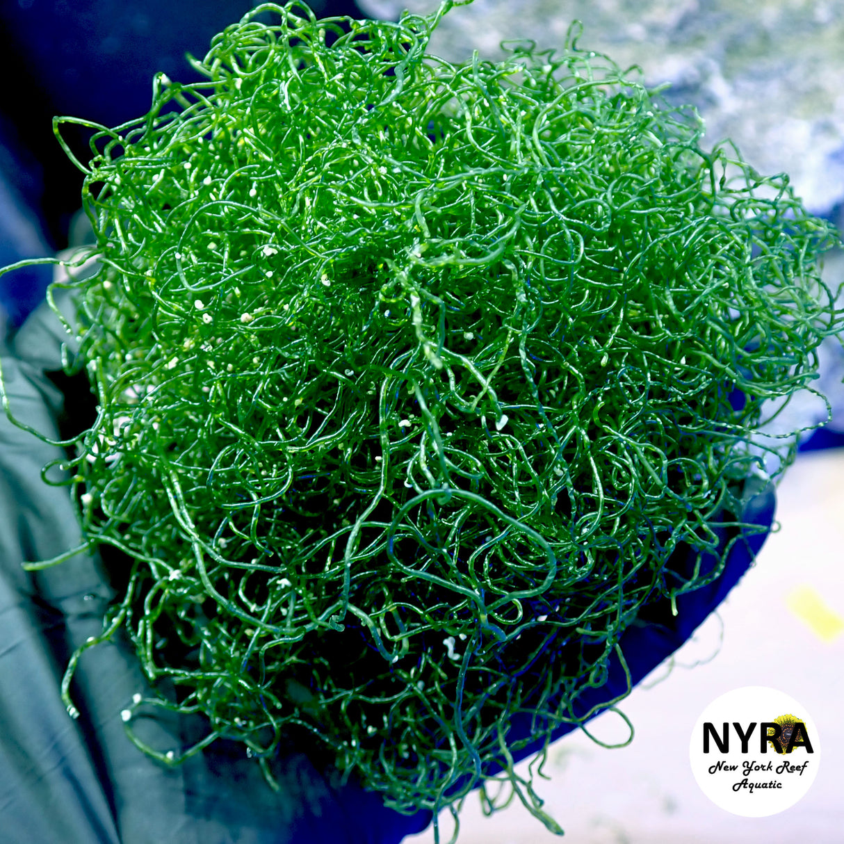 Chaetomorpha Macro Algae (1 Ball Size)