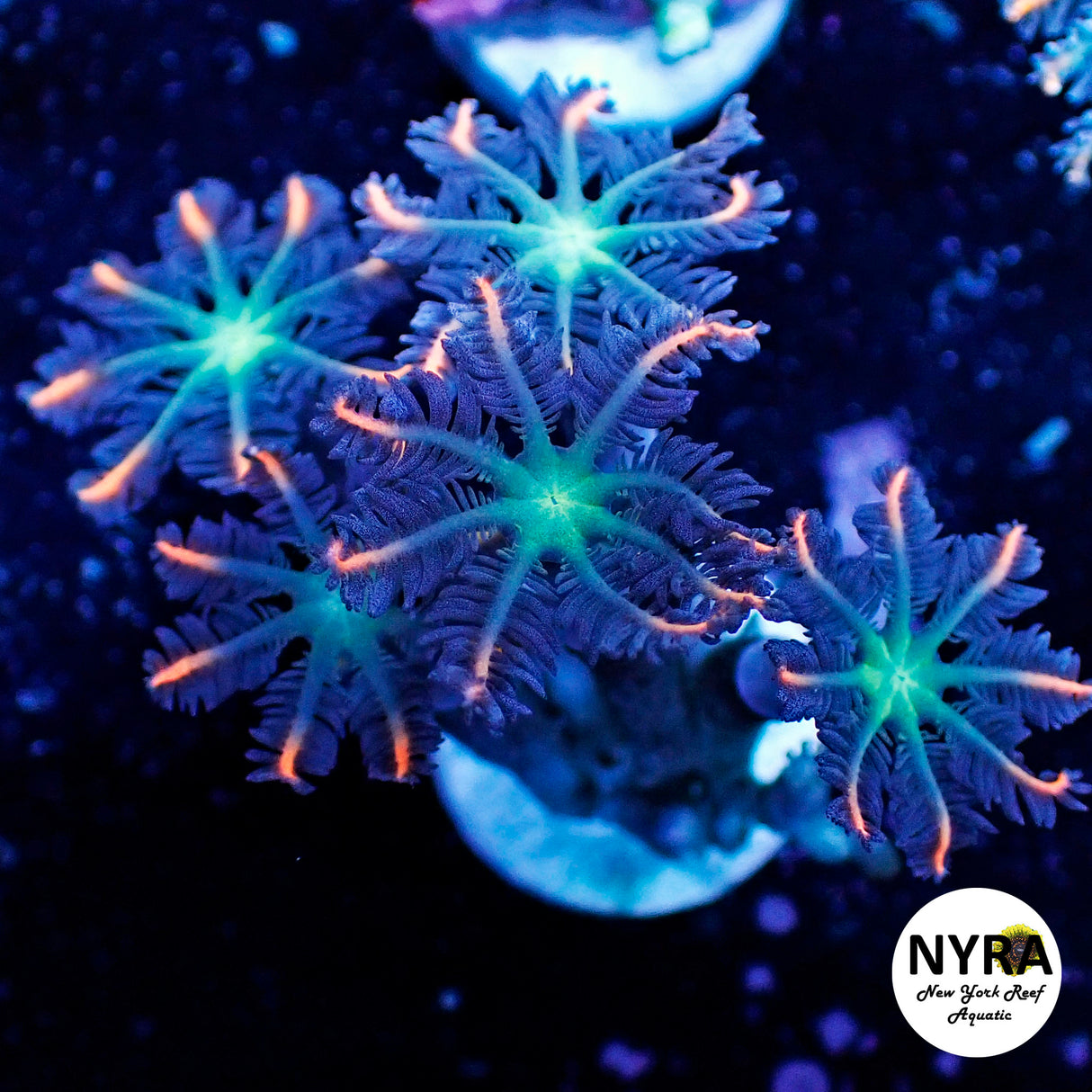 Pink Clove Polyp