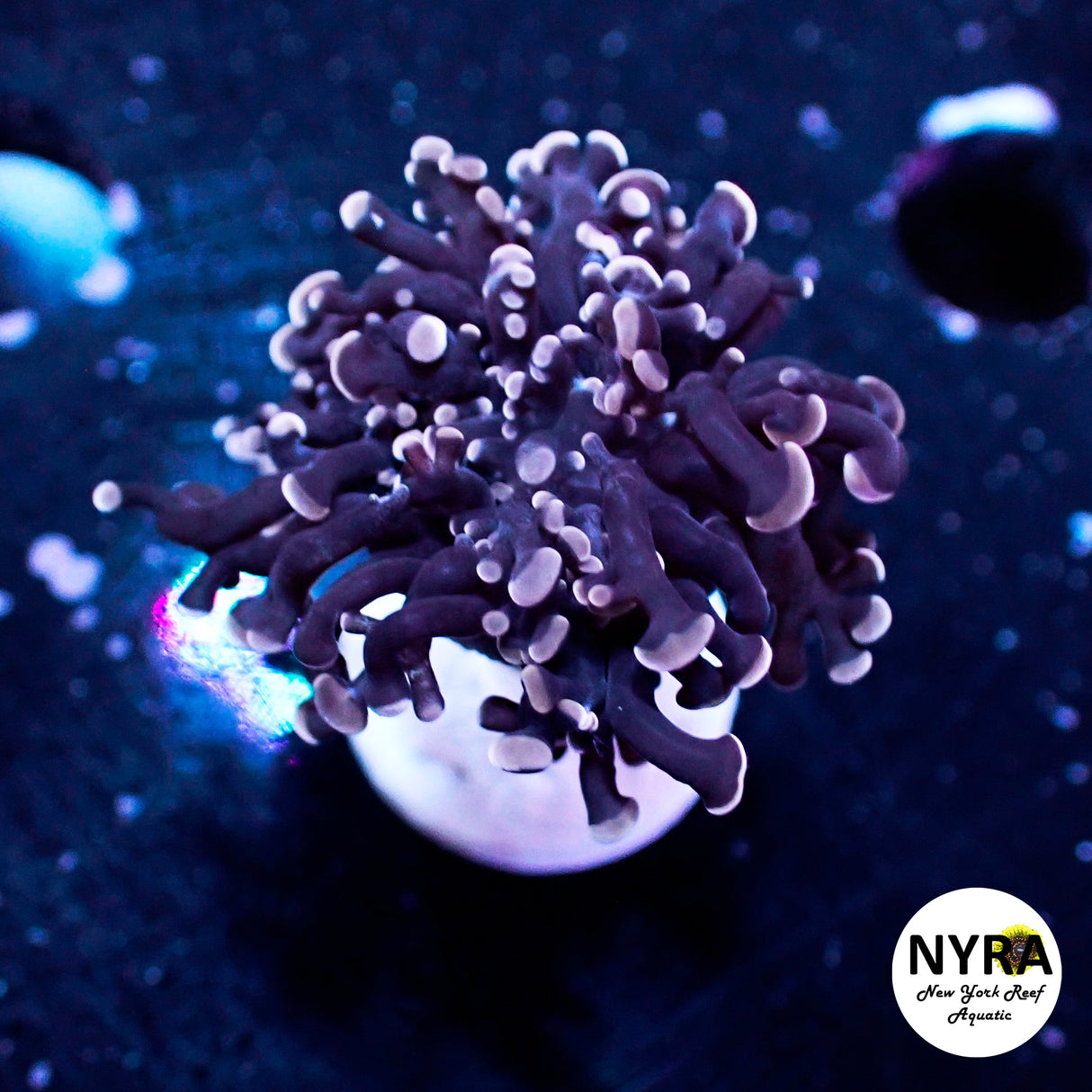 Purple Frogspawn 2 head