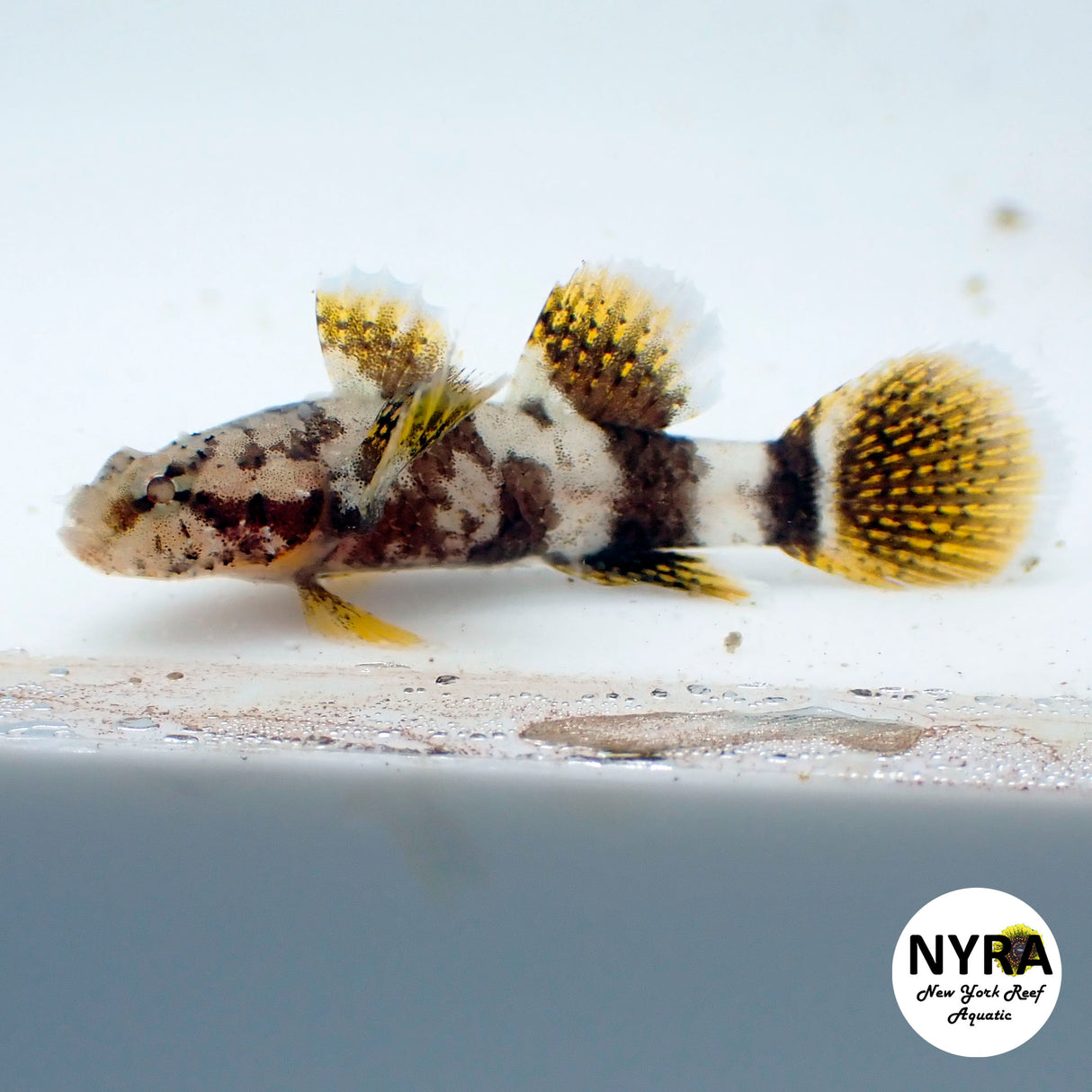 Paddle Fin Goby (Rare Limited)