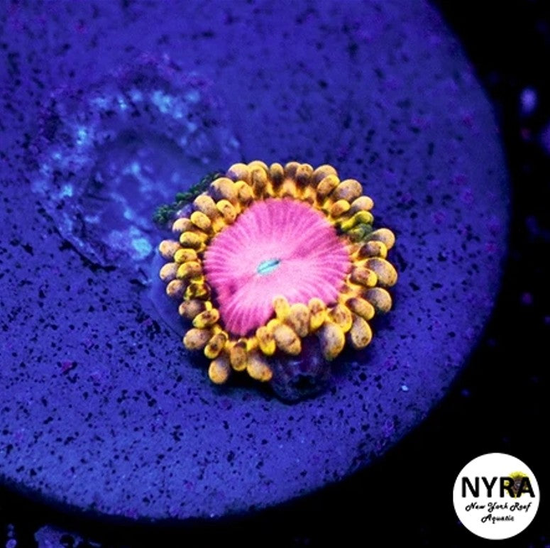 Pink Diamond Zoanthids