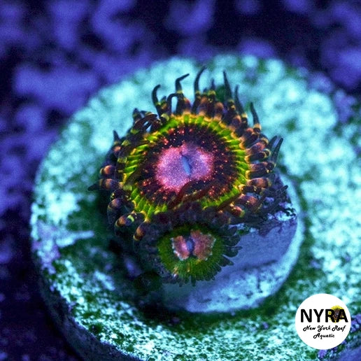 Pink Krak Zoanthids