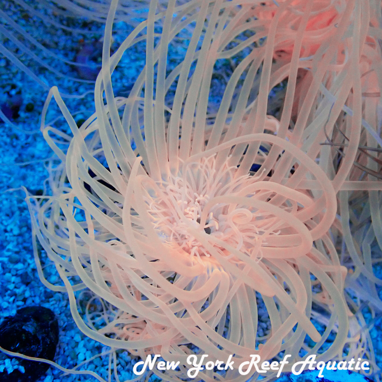 Orange Pink Tube Anemone S Size