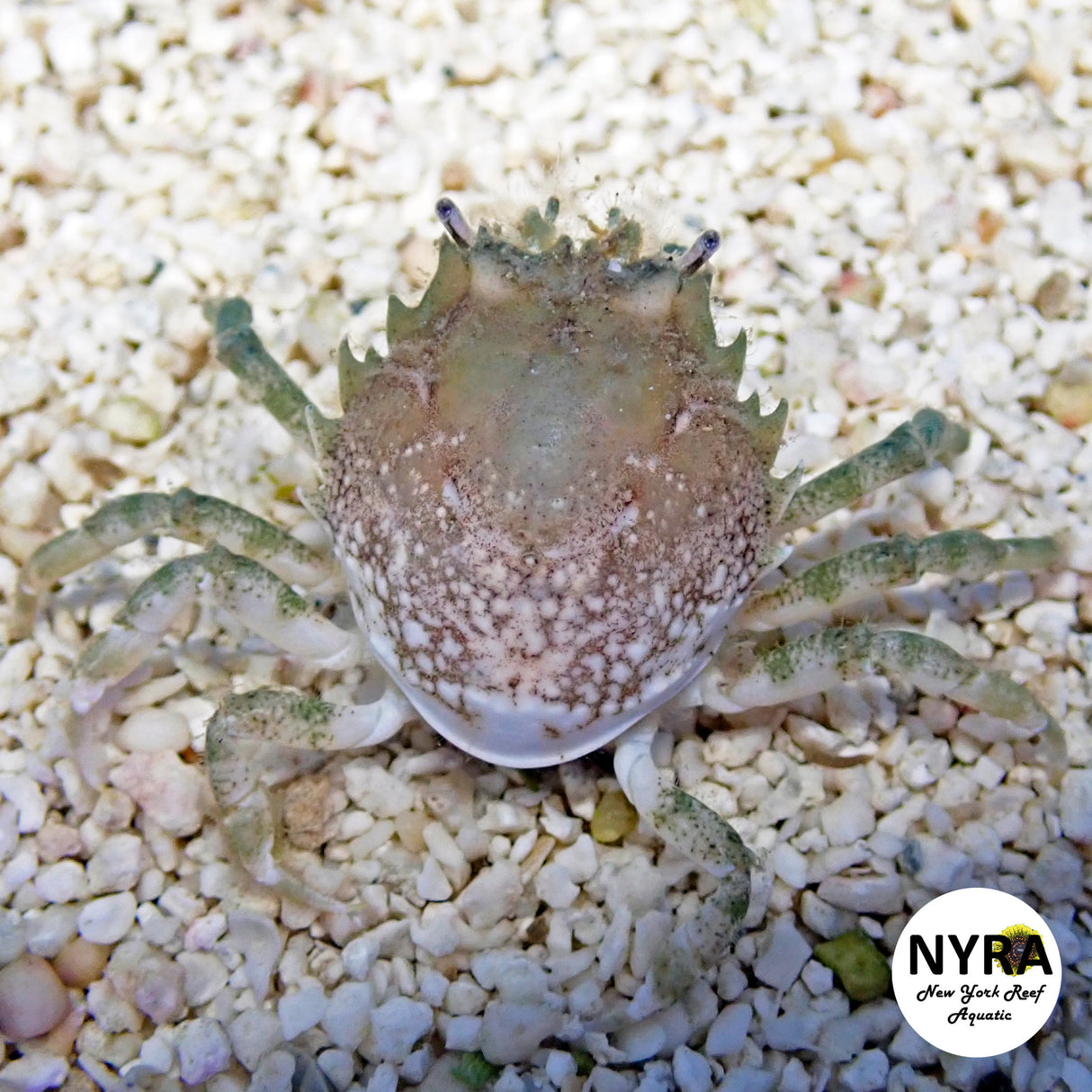 Pitho Crab