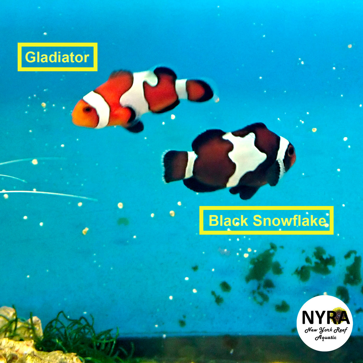 Proaquatix Black Snowflake Clown