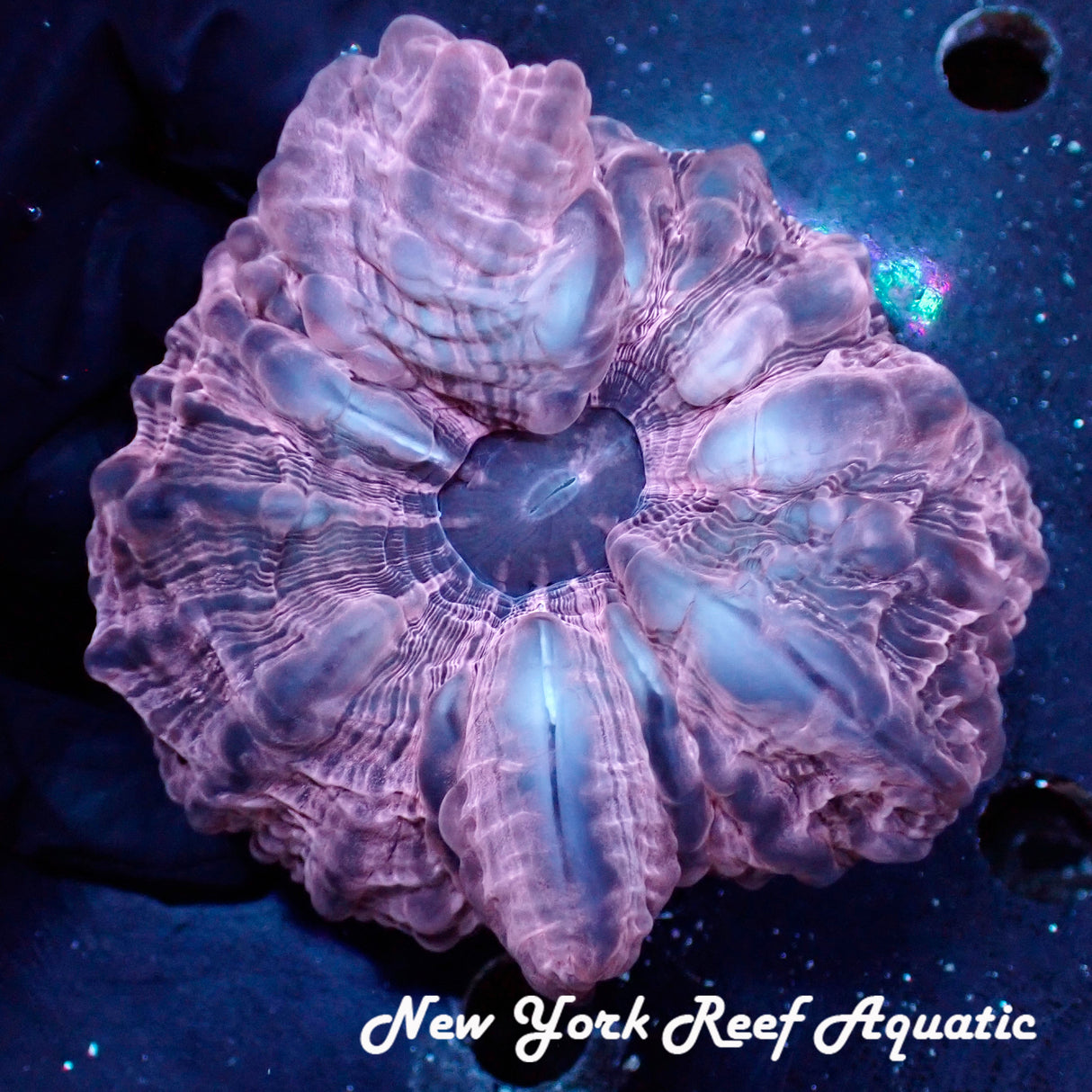 WYSIWYG Purple Pink Cynaria