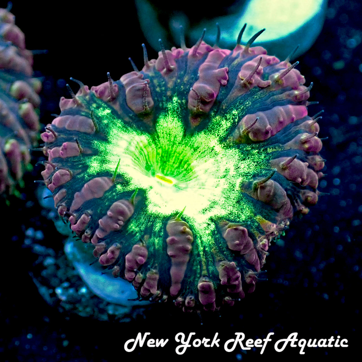 Purple Merletti Blastomussa