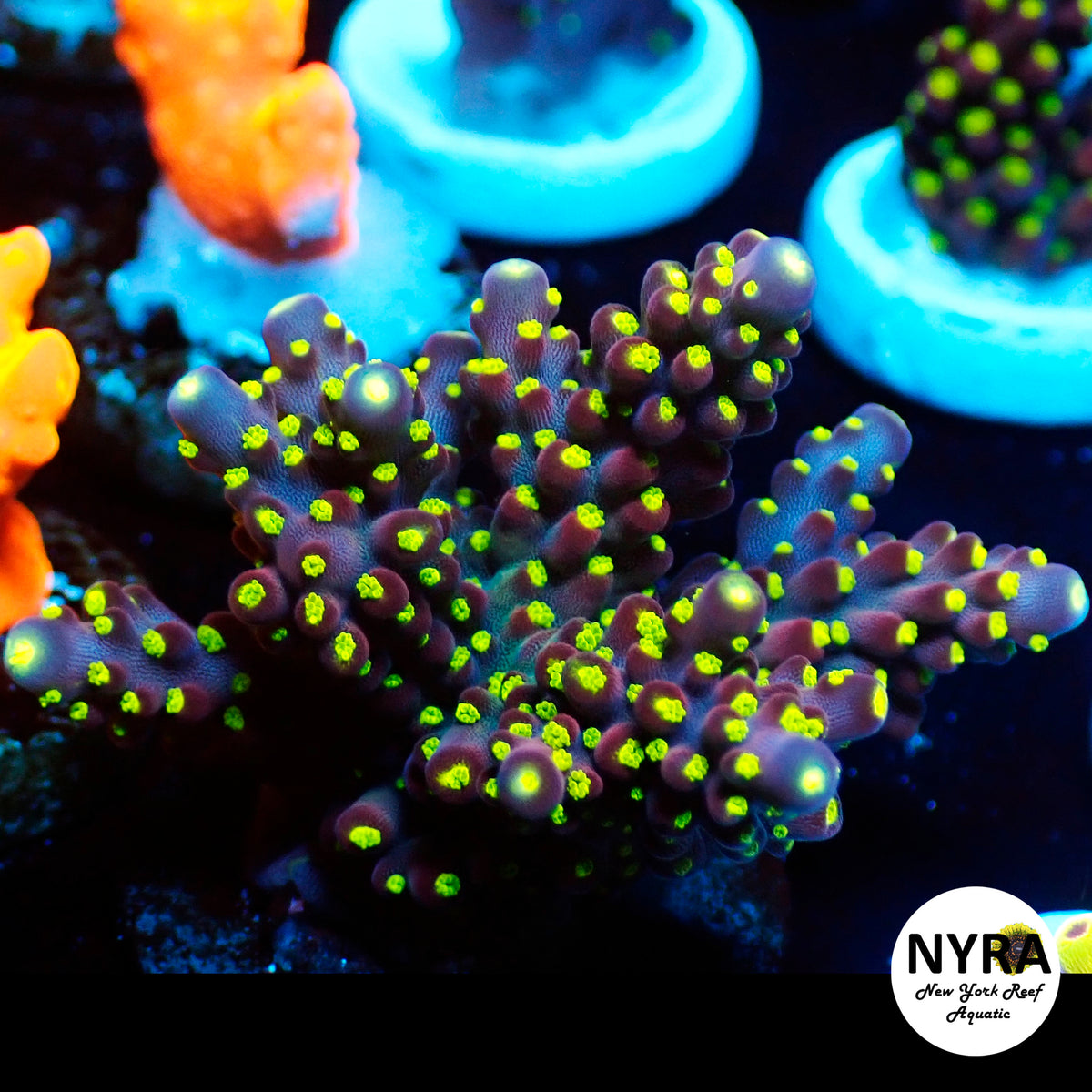 (R05) Tricolor Bonsai Acropora