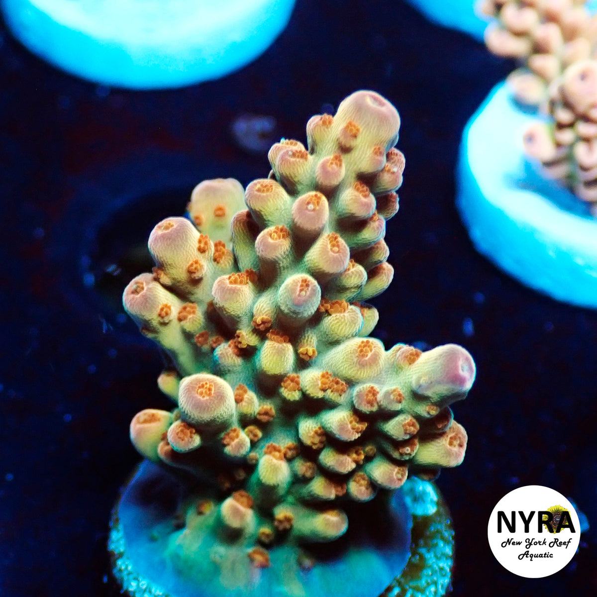 (R09) NYRA Bullseye Acropora