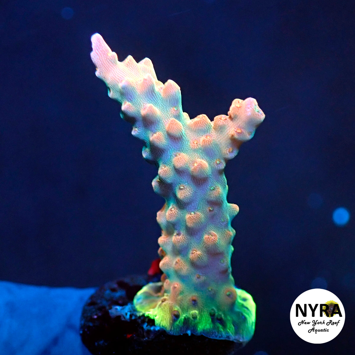 (R13) NYRA Capricorn Acropora