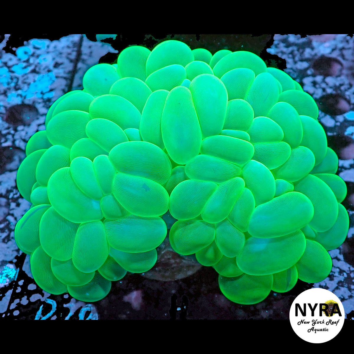 Green Bubble Coral 5in R20A2
