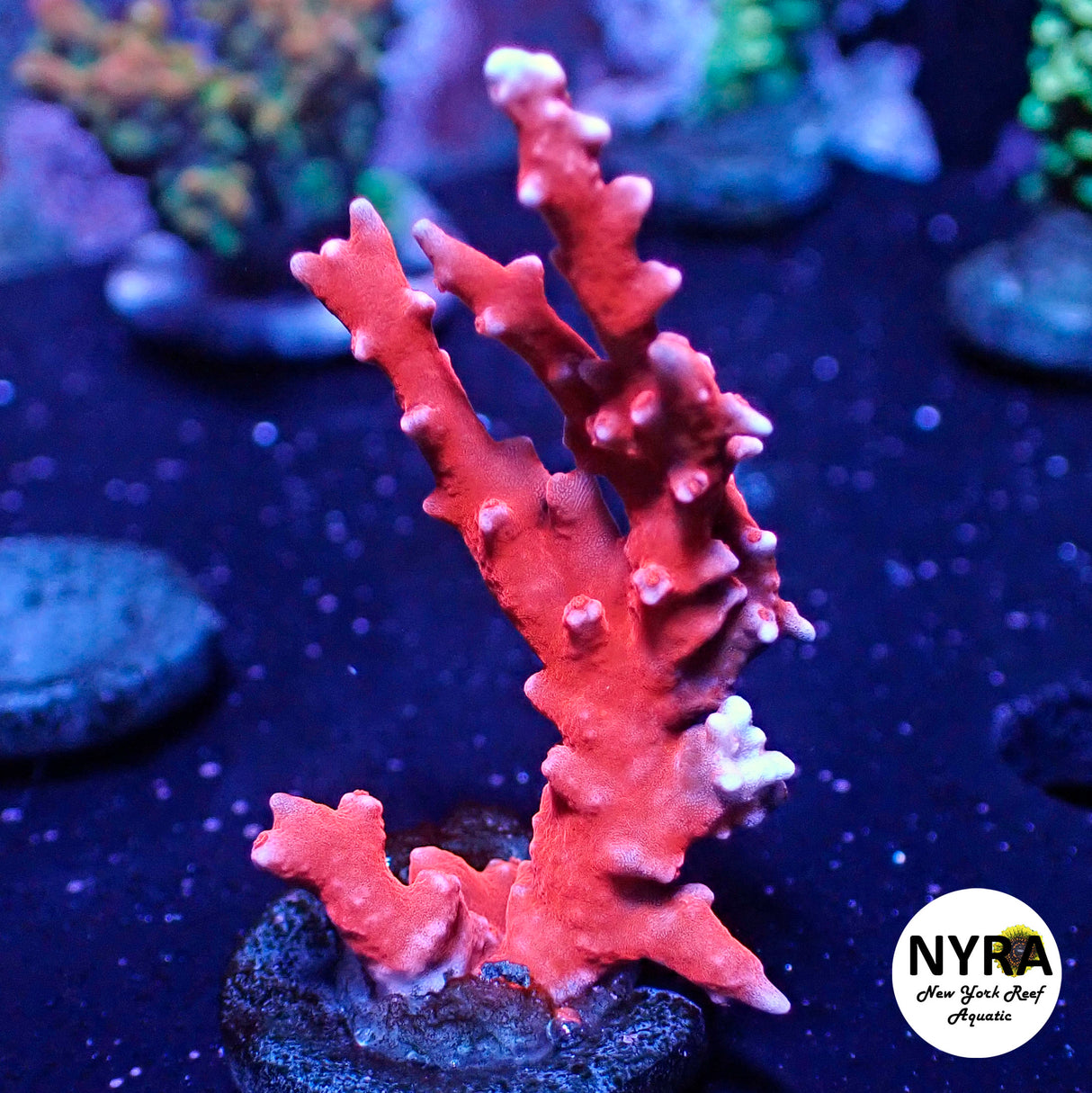 NYRA Red Dragon Acropora