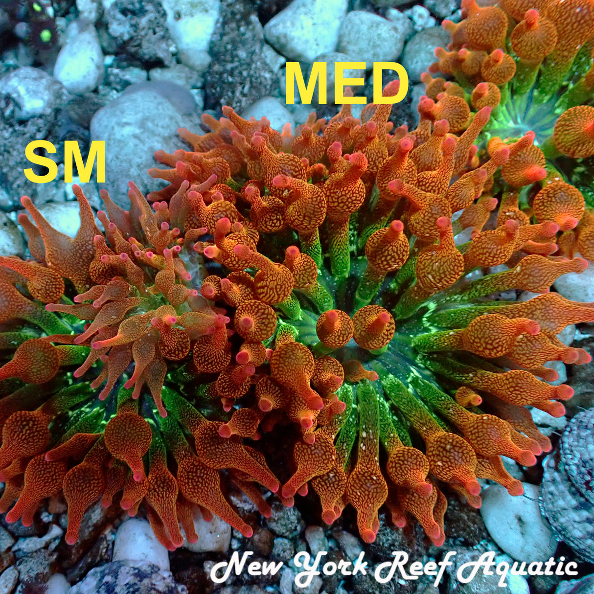 Rainbow Bubble Tip Anemone (M size)