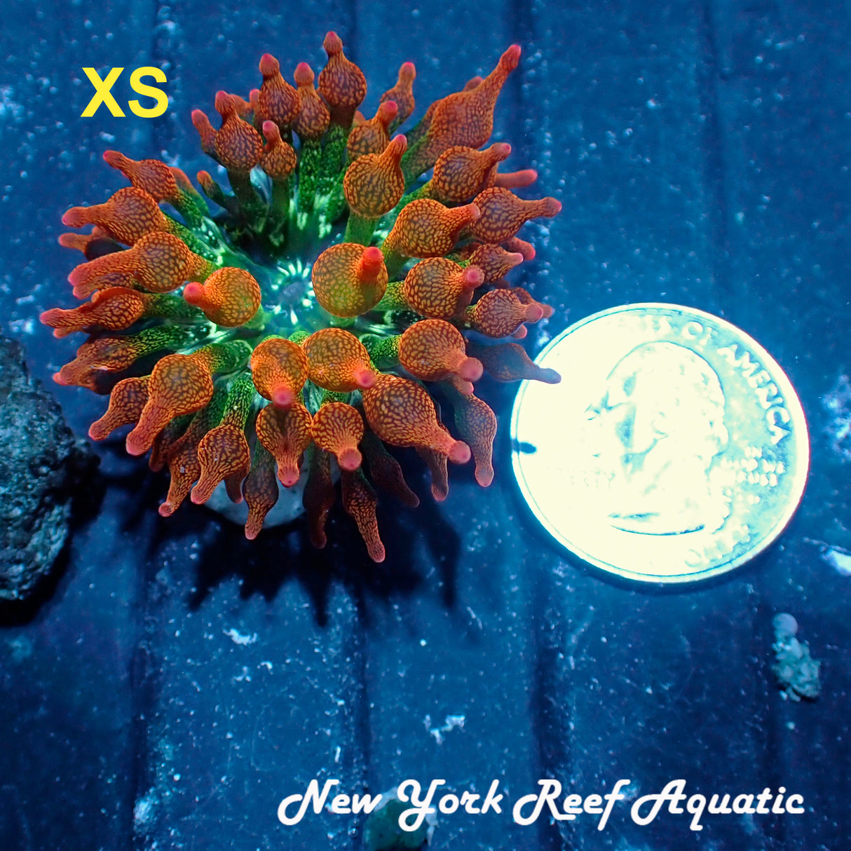 Rainbow Bubble Tip Anemone (M size)