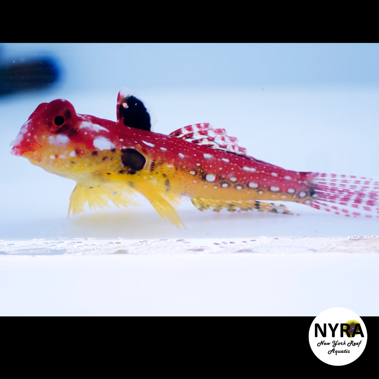 Red Dragonette 1.5in