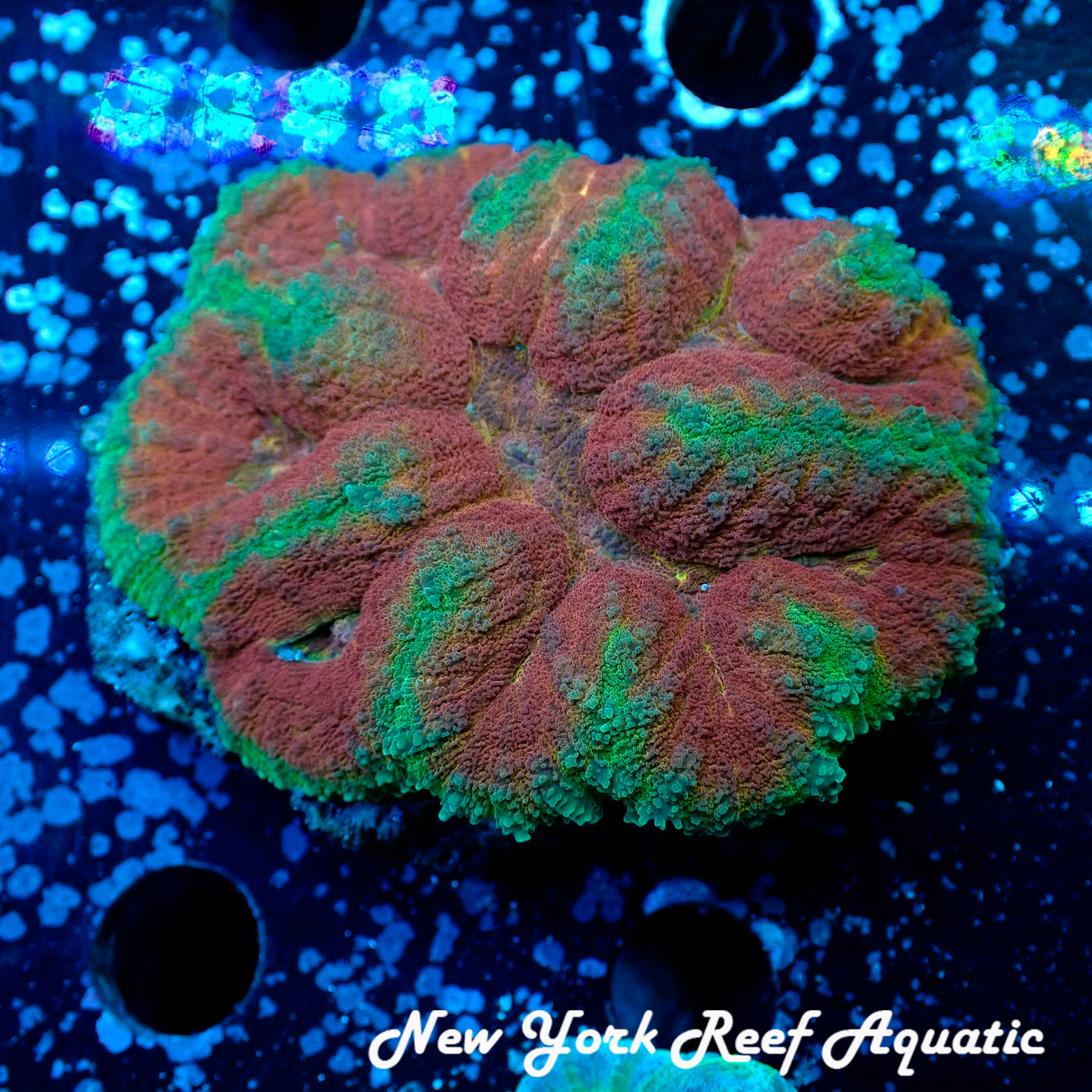 WYSIWYG Red Orange Green Symphyllia