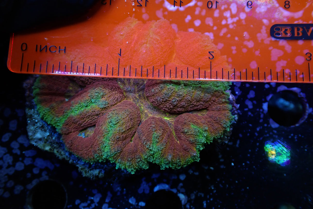 WYSIWYG Red Orange Green Symphyllia