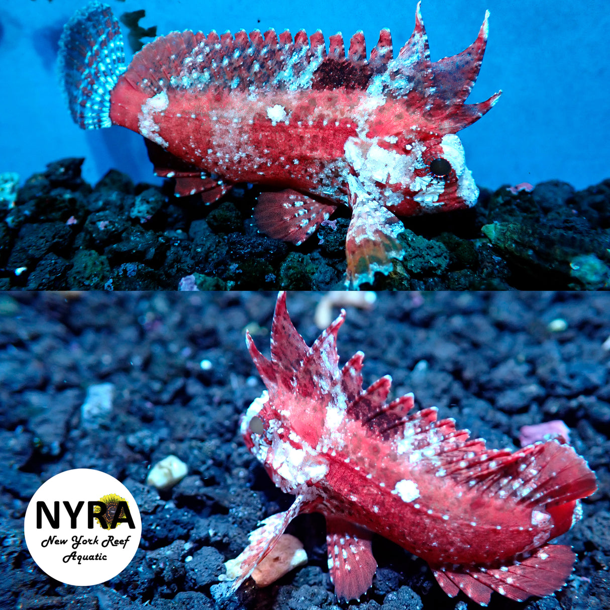 Pygmy Red Rooster