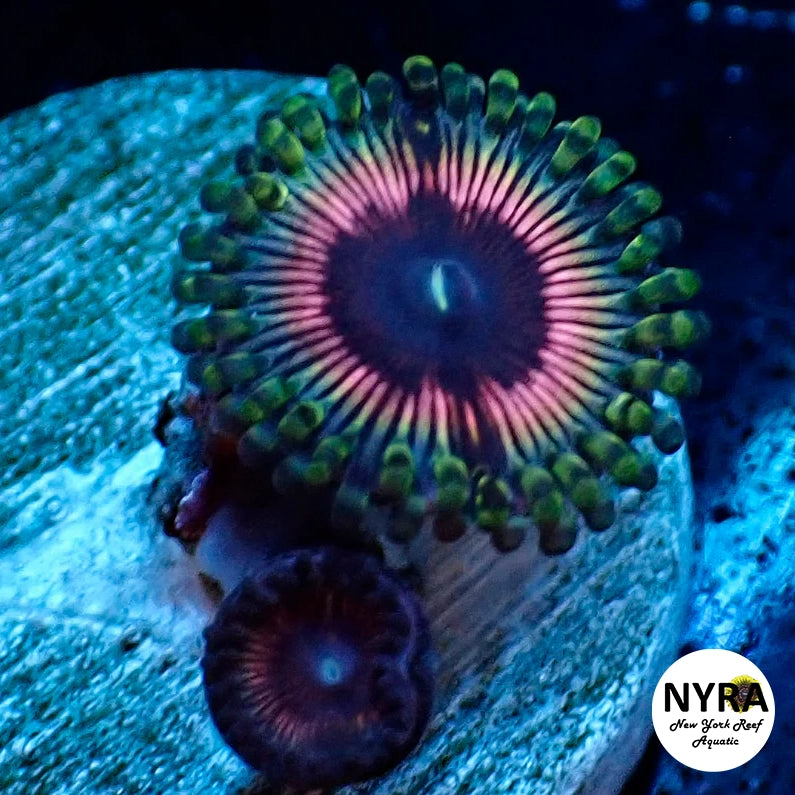 Rumplestiltskin Zoanthid 3-5 polyp frag