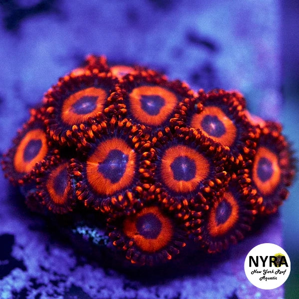 Safecracker Zoanthids