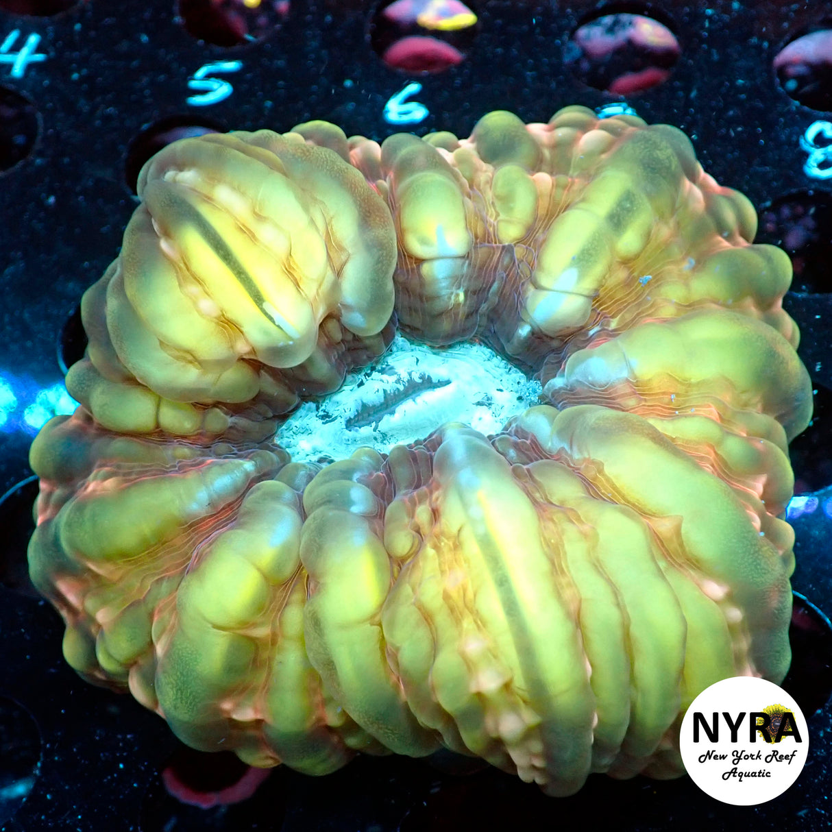 NYRA Soul Snatcher Cynarina