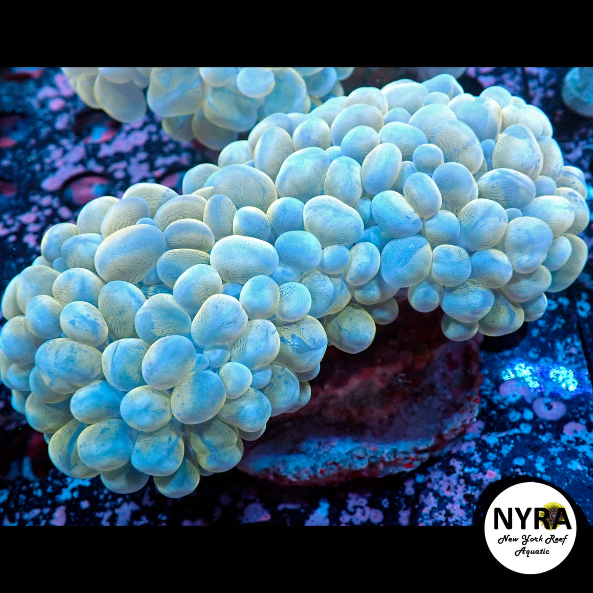 Splatter Yellow Blue Bubble Coral R19B3