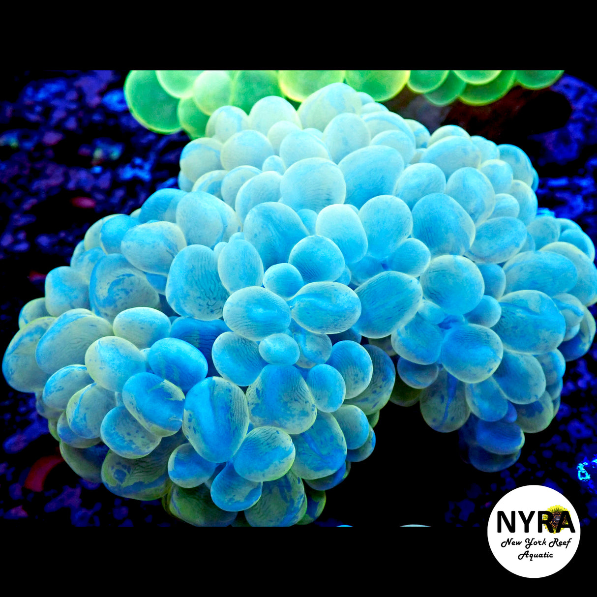 Splatter Yellow Blue Bubble Coral R19B2