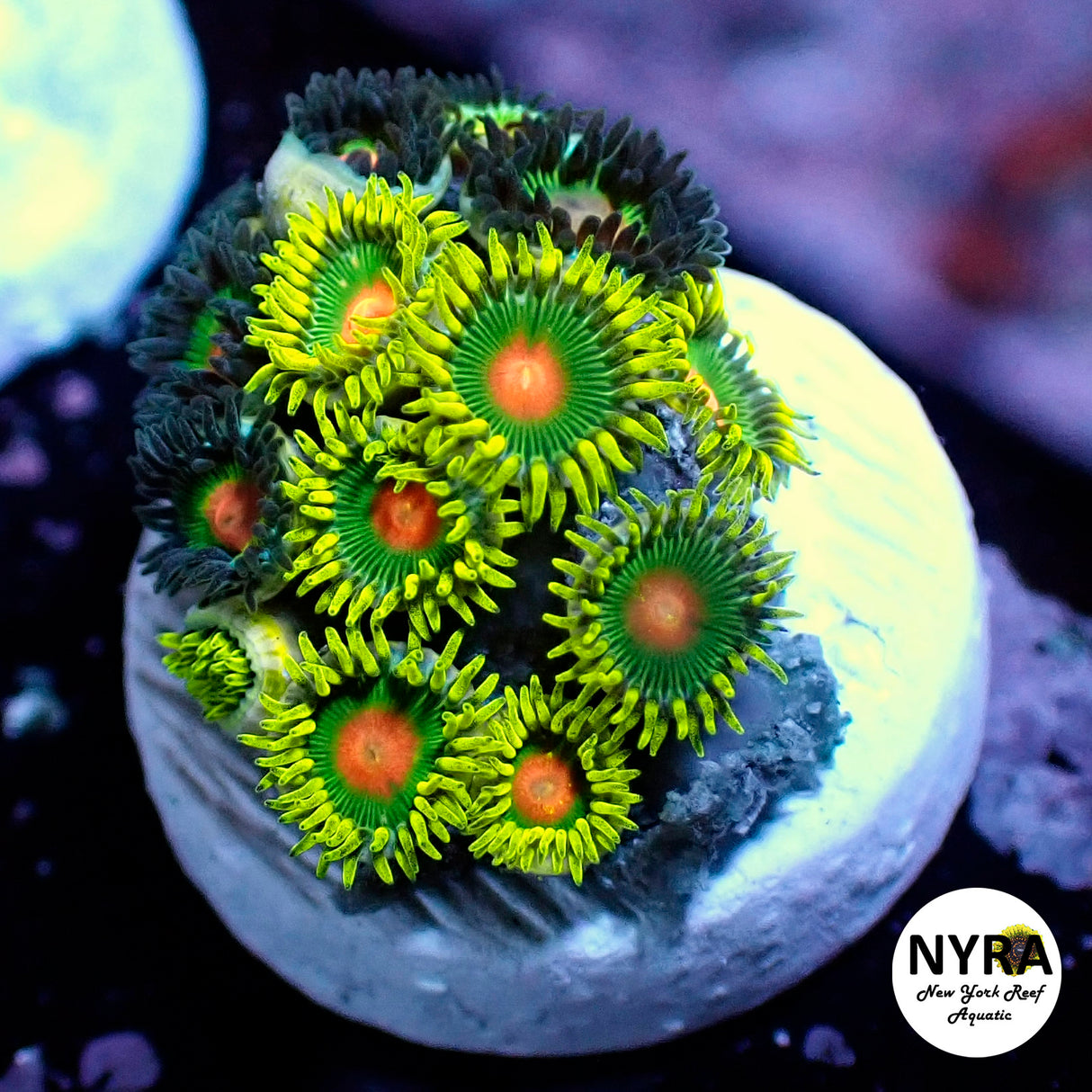 NYRA Spongebob Mix Combo Zoanthid