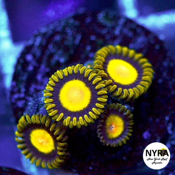 Sundrops Zoanthids 4-7 Polyp Frag