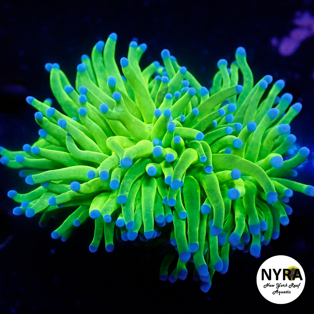 NYRA Todd Torch
